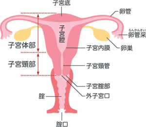 子宮　構造.gif