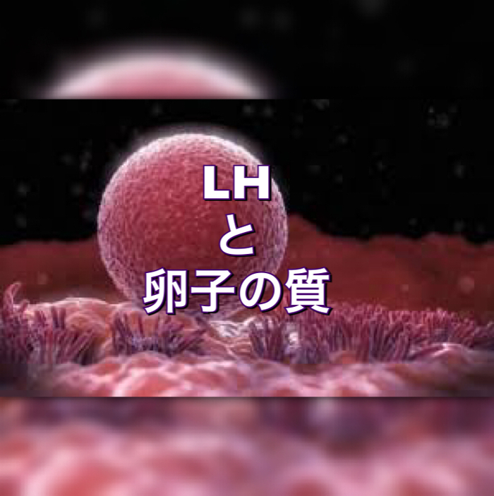 LHと卵子の質