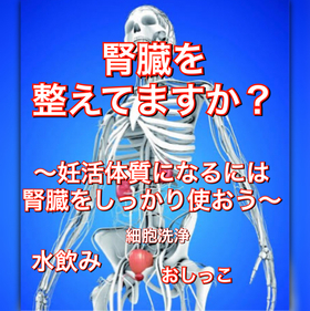 腎臓を整えてますか？〜妊活体質になるには腎臓をしっかり使おう〜