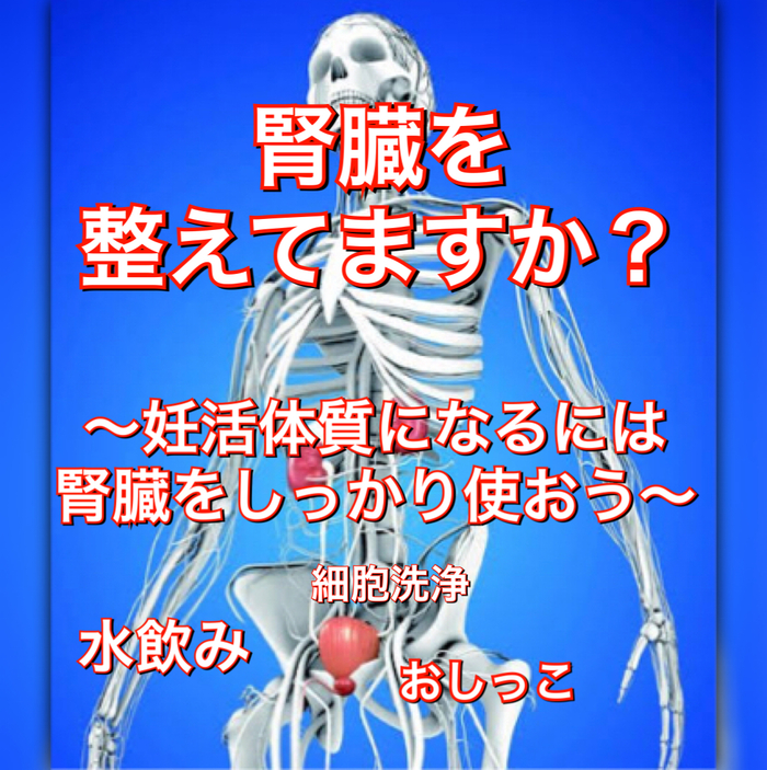 腎臓を整えてますか？〜妊活体質になるには腎臓をしっかり使おう〜