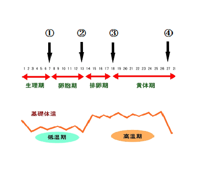 週1パターン.png